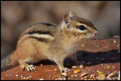 Chipmunk 