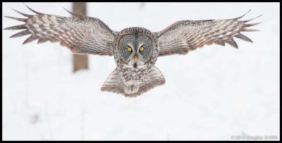 Great Gray Owl_2