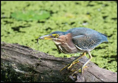 Green Heron and Lunch