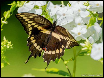 Giant Swallowtail