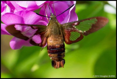 Hummingbird Moth