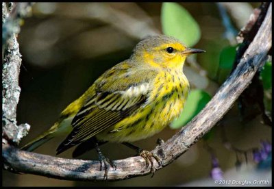 Cape May Warbler