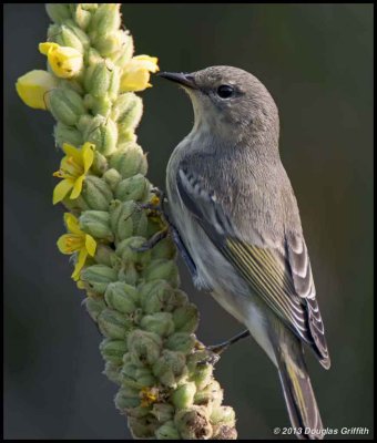 Cape May Warbler_Juvenile