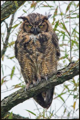 Great Horned Owl