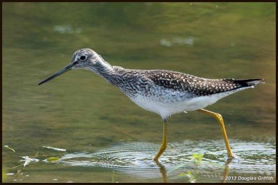 Greater Yellowlegs