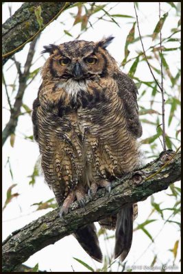 Great Horned Owl