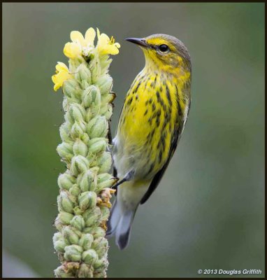 Cape May Warbler