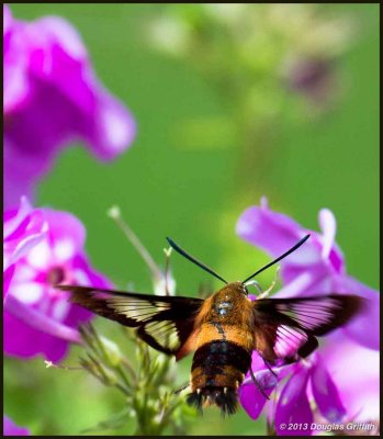 Hummingbird Moth 