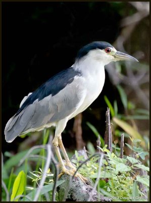 Black-crowned Night Heron