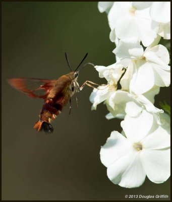 Hummingbird Moth