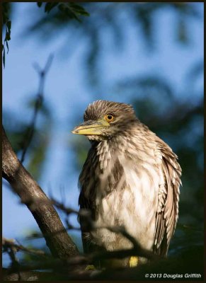 Black-crowned Night Heron_Juvenile