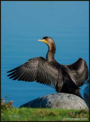 Double-crested Cormorant