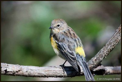 Yellow-rumped Warbler