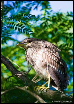 Black-crowned Night Heron_Juvenile