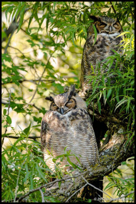 Great Horned Owls Sleeping