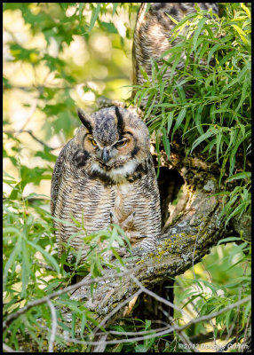 Great Horned Owls 