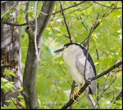 Black-crowned Night Heron 