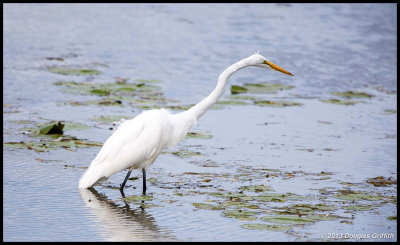 Great Egret