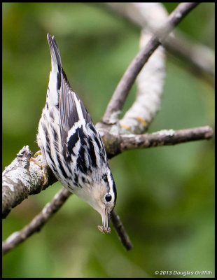 Black and White Warbler