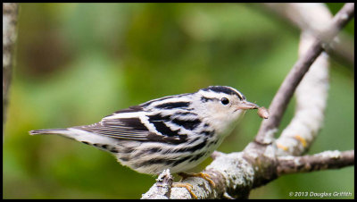 Black and White Warbler