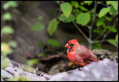 Cardinal on the Rocks