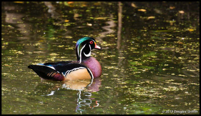 Wood Duck