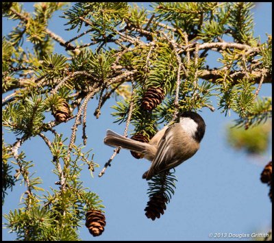 Chickadee Hanging in Tree