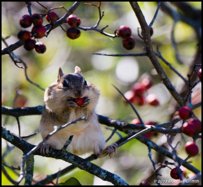 Chipmunk in Tree eating Berries