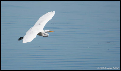 Great Egret 