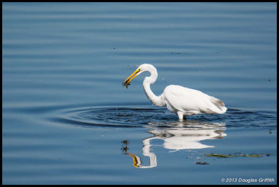 Great Egret 