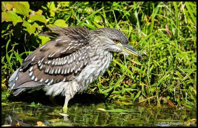 Juvenile Black-crowned Night Heron