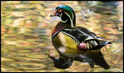 Wood Duck 