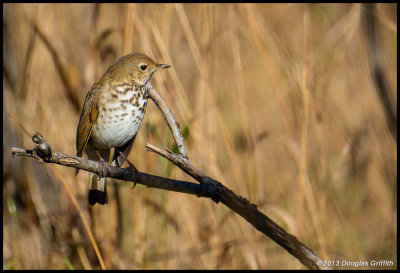 Hermit Thrush