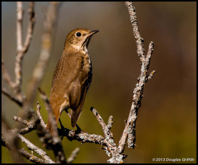 Hermit Thrush 