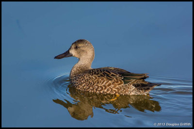 Blue -Winged Teal