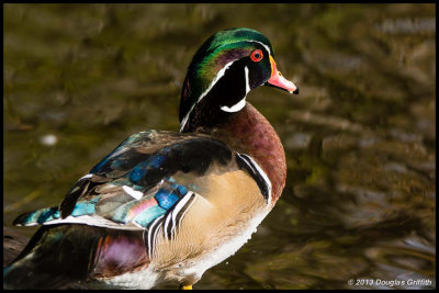 Wood Duck 