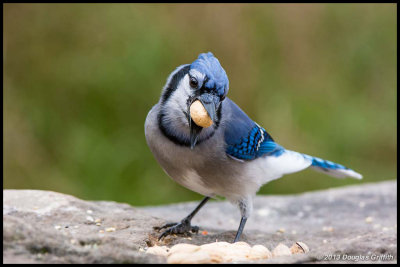 Blue Jay with Peanut