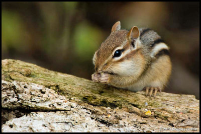 Chipmunk 