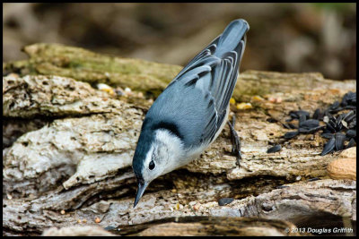 White-breasted Nuthatch