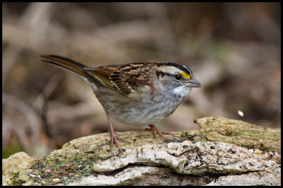 White-throated Sparrow