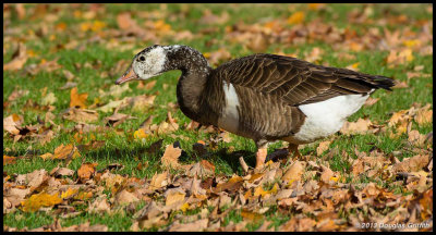 Canada Goose Hybrid 