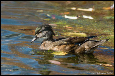 Wood Duck (Female)