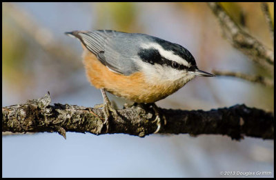 Red-breasted Nuthatch