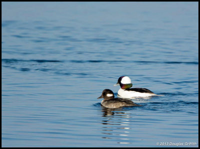 Buffleheads