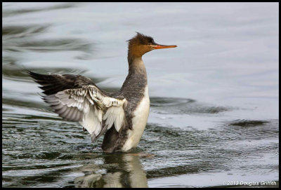 Red-breasted Merganser