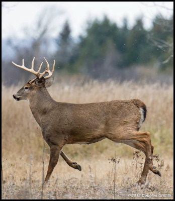 White-tailed Deer (10 Point Buck)