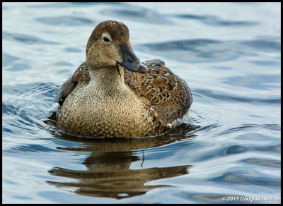 King Eider (Female)