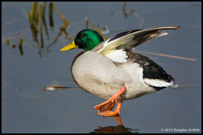 Mallard on Ice