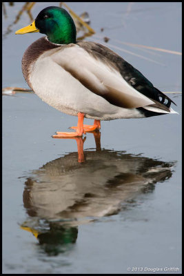 Reflections (of a Mallard on Ice)