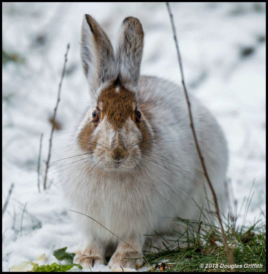 Snowshoe Hare